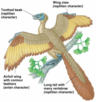 Archaeopteryx - The Evolution of Dinosaurs into Birds